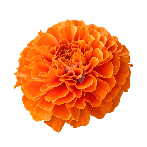 Transparent Marigold Flowers Image
