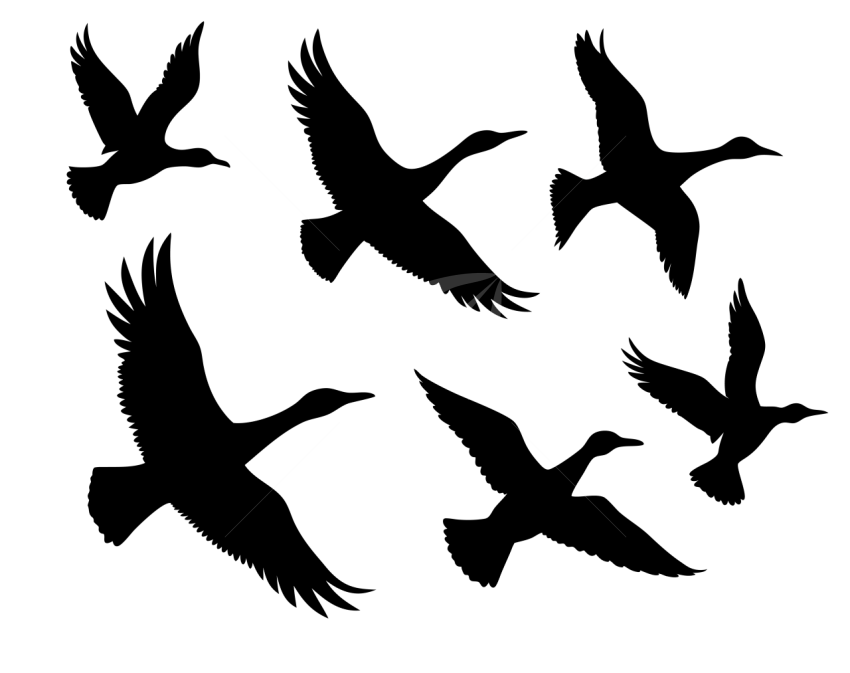 Birds Flying Silhouette Illustration