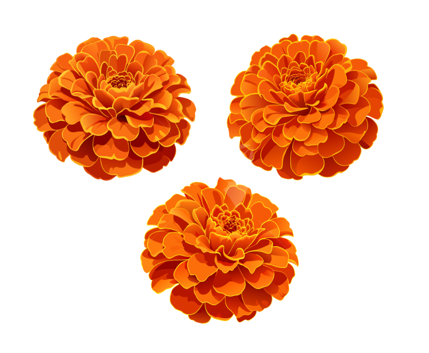 Marigold flower vector collection set