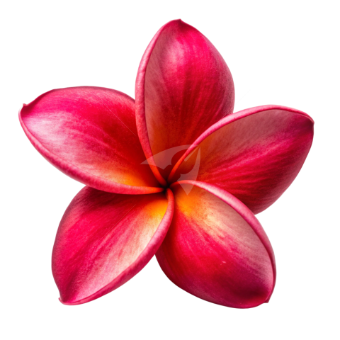 Red Plumeria flower png