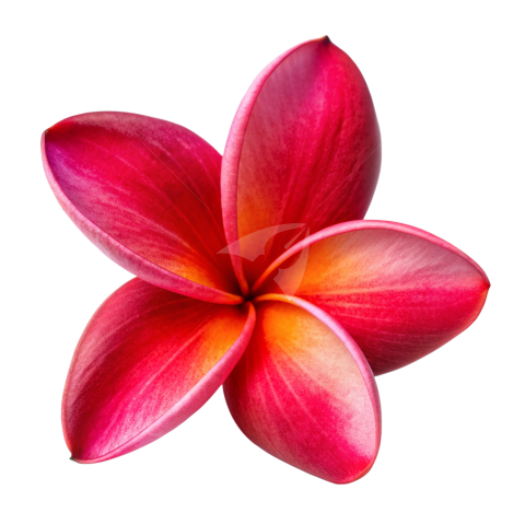 Red Plumeria flower png