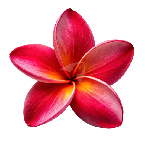 Red Plumeria flower png