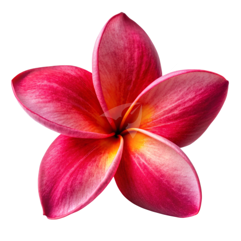 Red Plumeria flower png