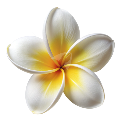 White Plumeria flower png