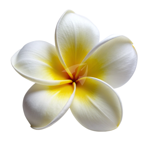 White Plumeria flower png