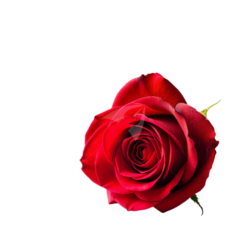 Red rose flower Png