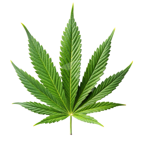 Ganja leaf png