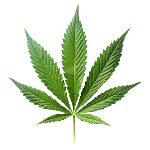 Ganja leaf png