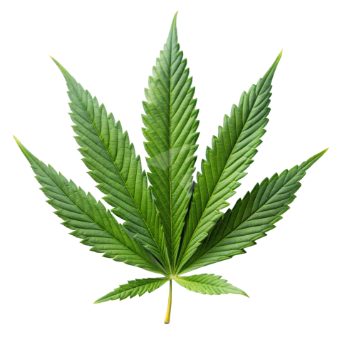 Ganja leaf png