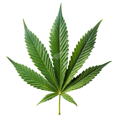 Ganja leaf png