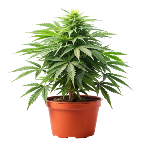 Cannabis Plant png