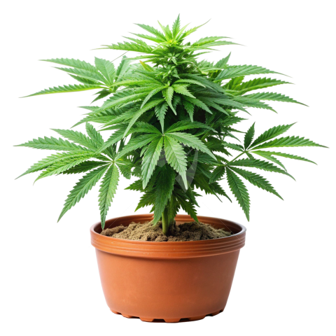 Cannabis Plant png