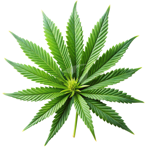 Ganja leaf png