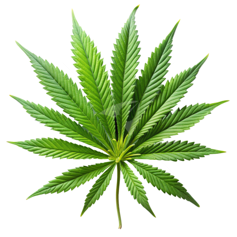 Ganja leaf png